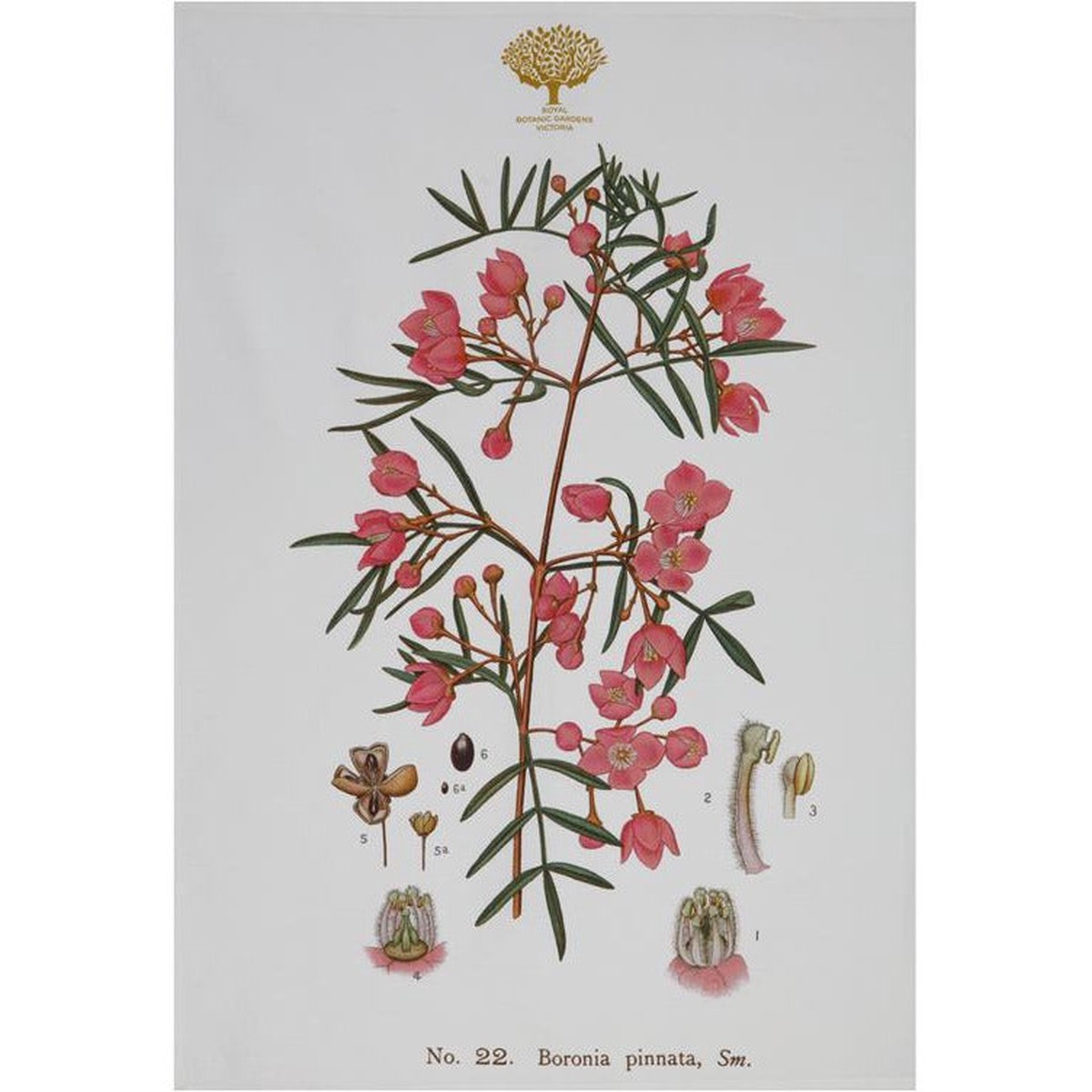 Royal Botanic Garden Tea Towel – Boronia
